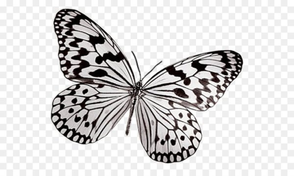 Бабочка Монарх мотылек черно белый