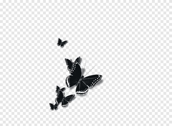 Бабочка черная