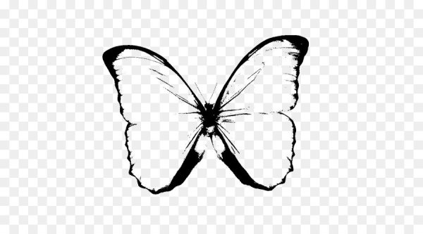Бабочки рисунок черно белый