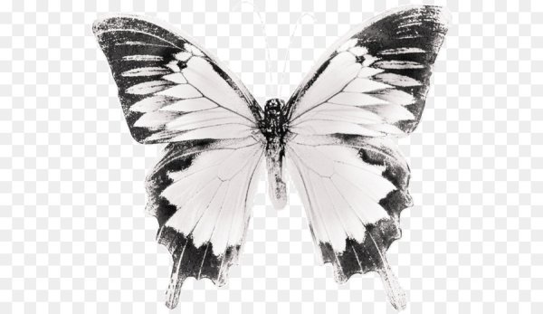 Бабочки чёрно белые