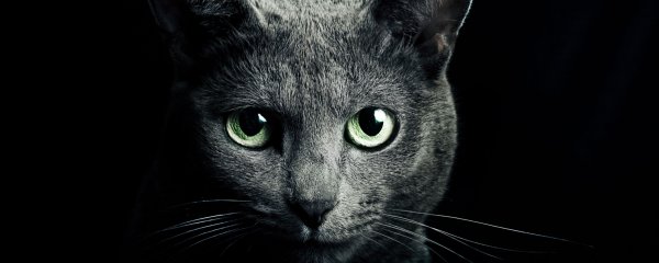 Кот серый