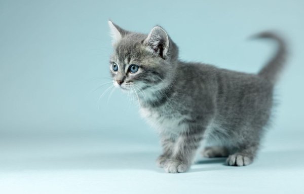 Серый кот на голубом фоне