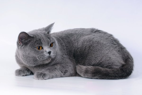 Серый кот на синем фоне