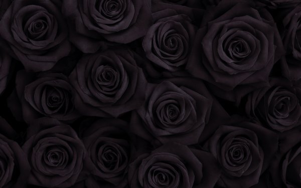 Серый цветок на черном фоне