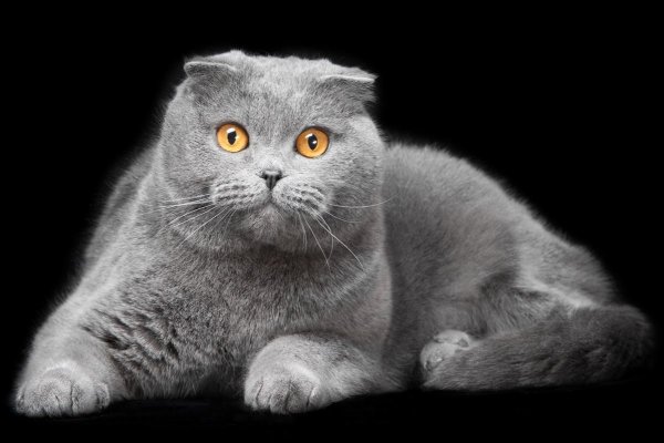Шотландская вислоухая кошка породы кошек