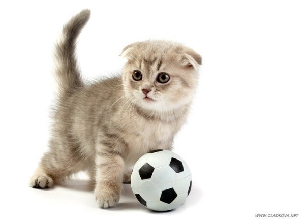 Мячики для кошек