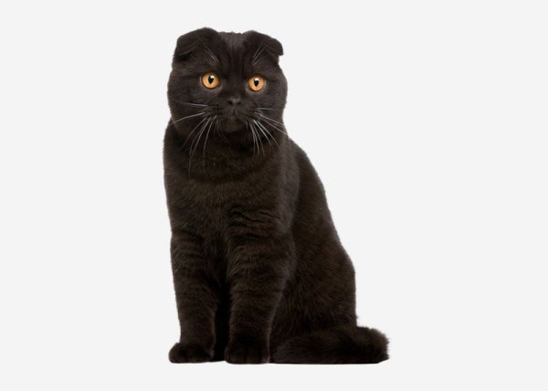 Чёрный вислоухий кот на белом фоне