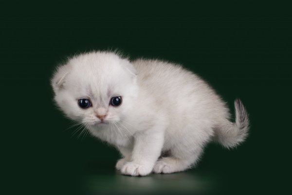 Шотландский вислоухий кот белый