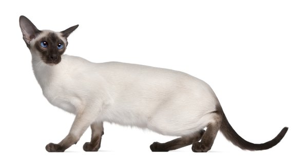 Сиамская, тайская и Ориентальная кошка