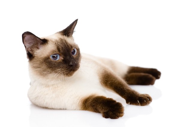 Сиамская кошка на белом фоне