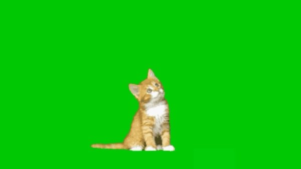 Кот на зелёном фоне сидящий