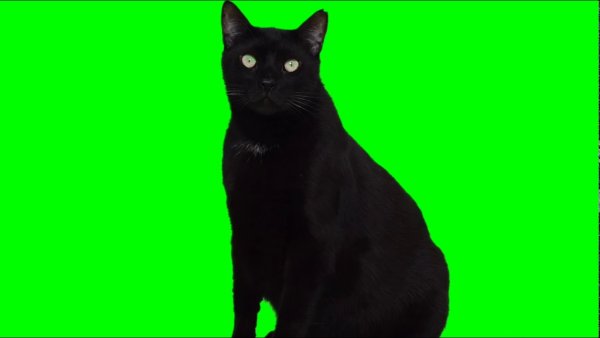 Коты на зелёном фоне