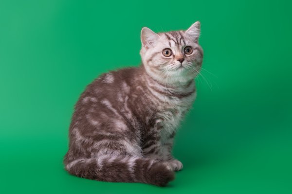 Шотландская прямоухая кошка окрас табби