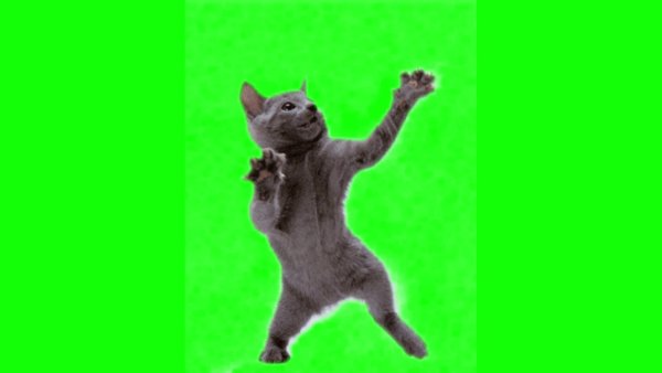 Котик на зеленом фоне