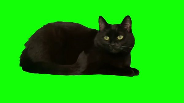 Черный кот на зеленом фоне
