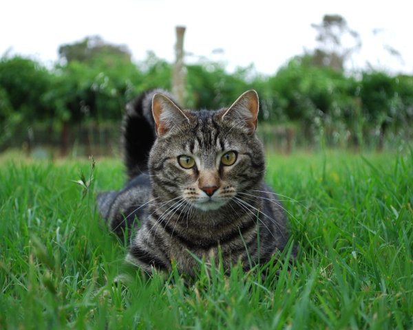 Кошка сидит на траве