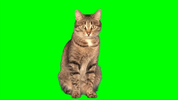 Коты на зелёном фоне