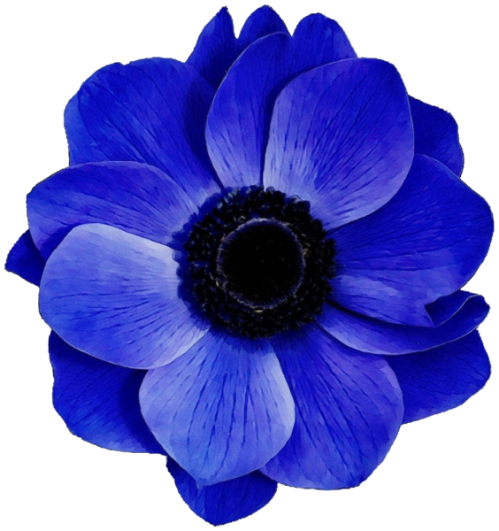 Синие голубые цветы на белом фоне
