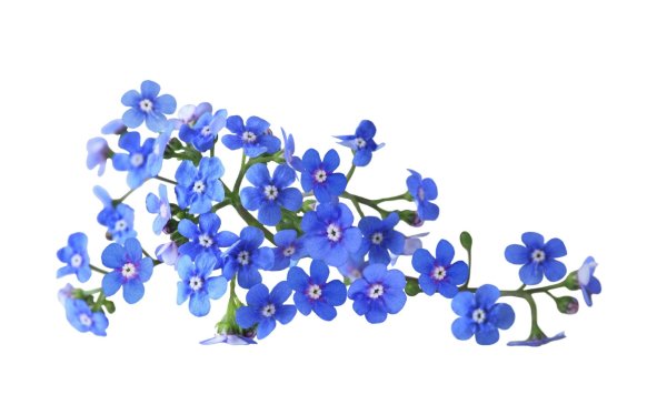 Цветы мелкие синие и белые