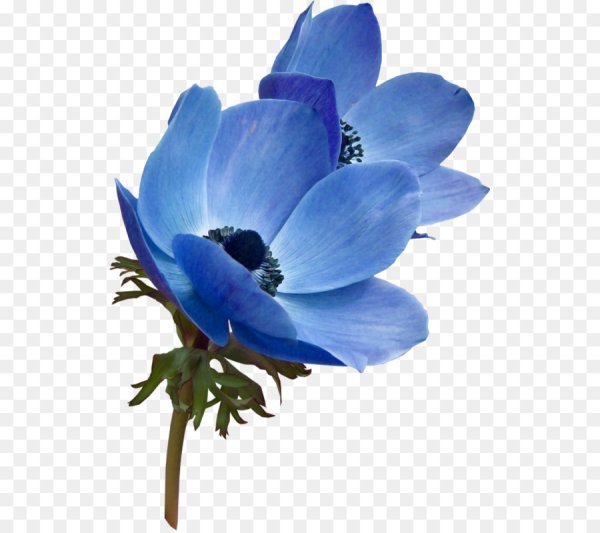 Голубые цветы на прозрачном фоне