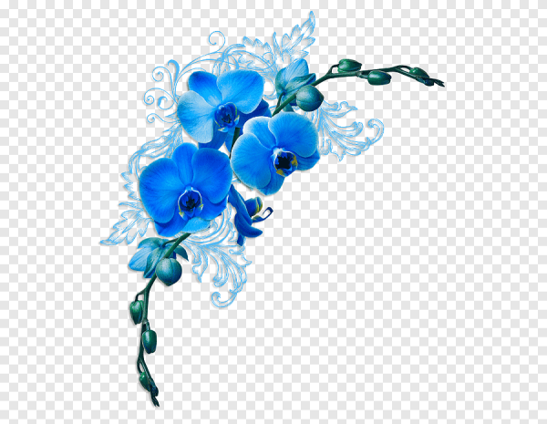 Синие цветы на прозрачном фоне