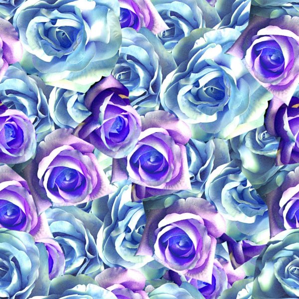 Синие розы на розовом фоне