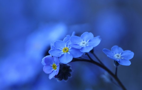 Голубые цветы незабудки