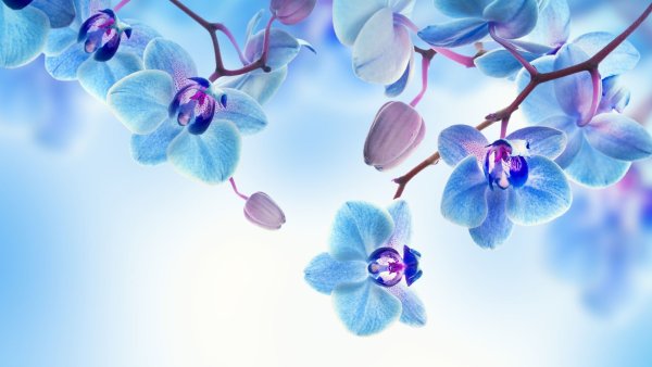 Голубая Орхидея