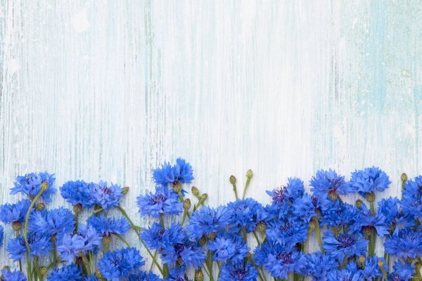 Синие цветы на голубом фоне
