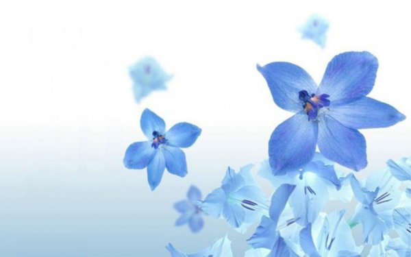 Светло голубые цветы