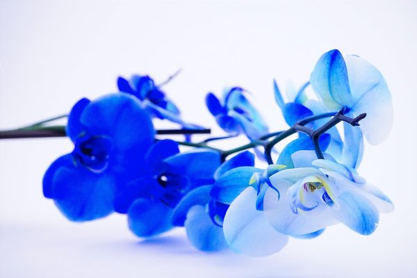 Синяя Орхидея цветок