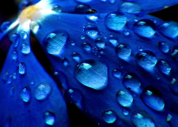 Синие цветы в росе