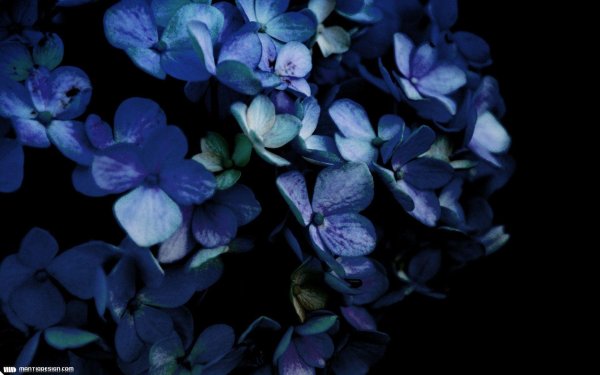 Синий фон цветок