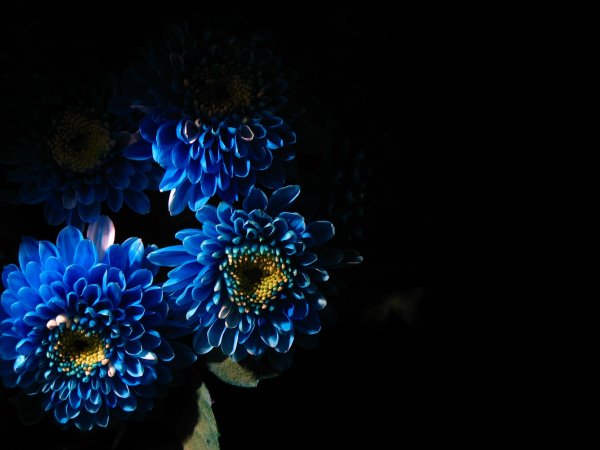 Синий цветок на черном фоне