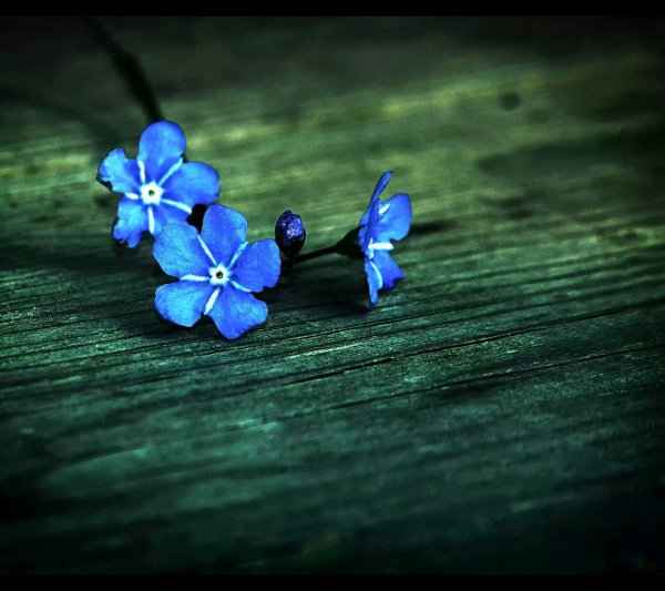 Цветы синего цвета