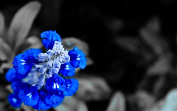 Красивые синие цветы