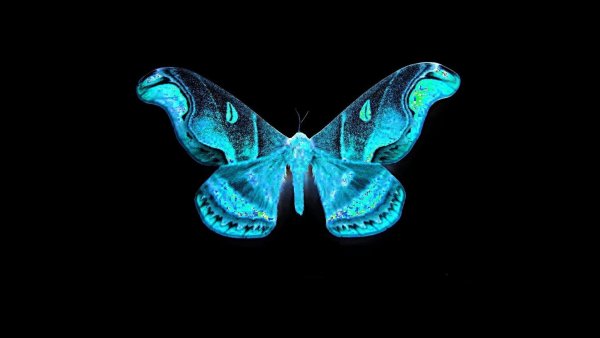 Голограмма бабочка