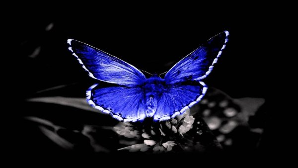 Синяя бабочка на темном фоне