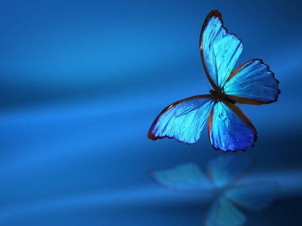 Синяя бабочка на голубом фоне