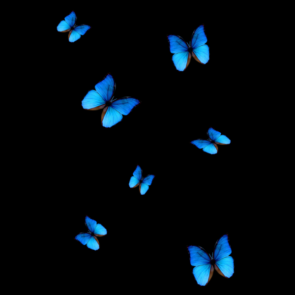 Голубая бабочка на черном фоне
