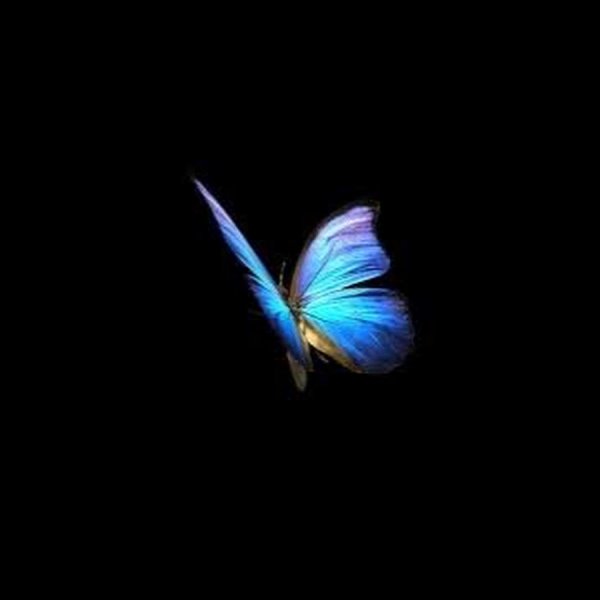Голубая бабочка на темном фоне