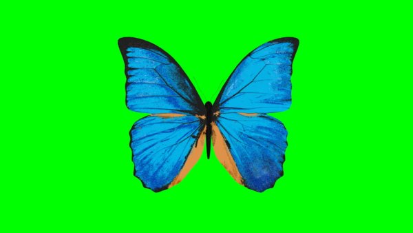 Синей бабочки на зелёном фоне