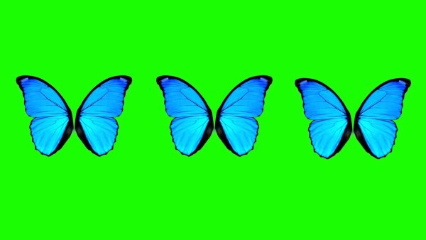 Голубые бабочки хромакей