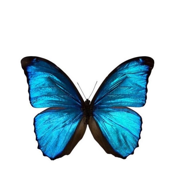 Бабочка синего цвета