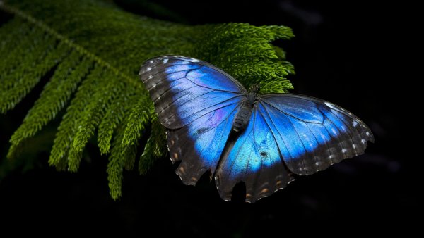 Бабочка Морфида голубая