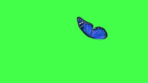 Бабочка на зеленом фоне
