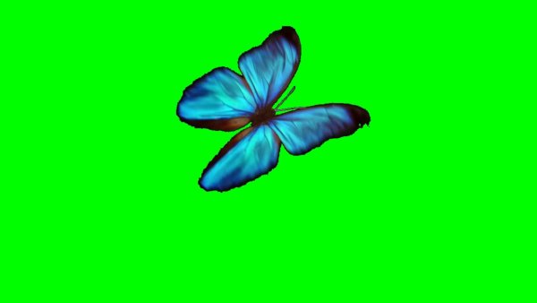 Голубая бабочка на зелёном фоне