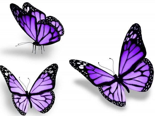 Фиолетовая бабочка на белом фоне