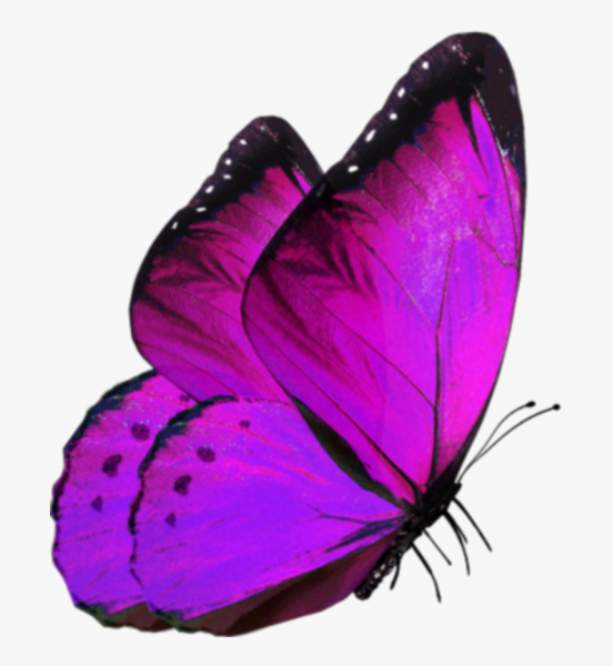 Красивые бабочки