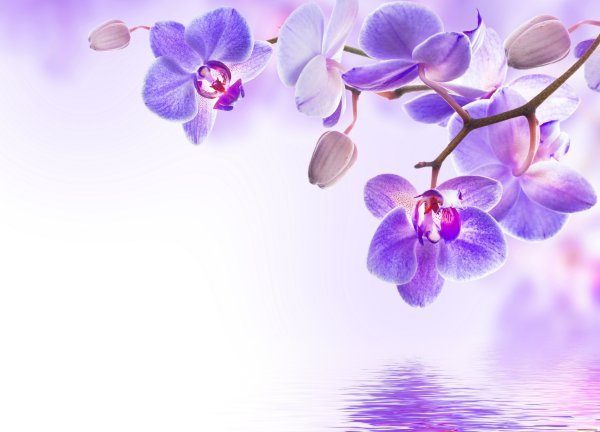 Фиолетовые цветы фон